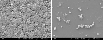 Image: On the left is a mature and healthy MRSA biofilm. After the hydrogel is applied, the biofilm is destroyed as seen on the right. The small portion of cells left has drastically disrupted membrane, preventing resistance. This type of biofilm disruption has not been reported in other antimicrobial hydrogels/synthetic polymers (Photo courtesy of IBN). 